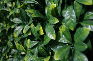 darrahopens Home & Garden > Artificial Plants Portable Laurel Hedge UV Stabilised 75cm X 75cm