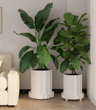Darrahopens Home & Garden > Artificial Plants > Pots, Planters & Accessories CARLA HOME 2-Pack Rolling Plant Stand with 360° Wheels for Indoor Pots (26 cm)