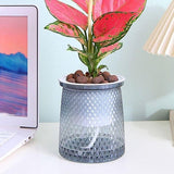 Darrahopens Home & Garden > Artificial Plants > Pots, Planters & Accessories Flower pots - Plastic flower pots - sustainable garden supplies - hydroponic flower pots - visible water level - With absorbent cotton rope - Ø 10 x H 12 cm - Gray