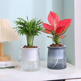 Darrahopens Home & Garden > Artificial Plants > Pots, Planters & Accessories Flower pots - Plastic flower pots - sustainable garden supplies - hydroponic flower pots - visible water level - With absorbent cotton rope - Ø 10 x H 12 cm - Transparent