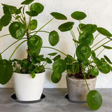 Darrahopens Home & Garden > Artificial Plants > Pots, Planters & Accessories Plant bowls - 6 pieces - Round plant bowls - For flower pots, garden bowls and planters - Black