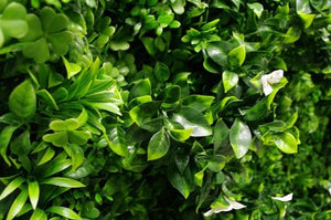 darrahopens Home & Garden > Artificial Plants White Oasis Vertical Garden / Green Wall UV Resistant 1m x 1m