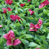 Darrahopens Home & Garden > Decor > Garden Ornaments Luxury Flowering Pink Vertical Garden / Green Wall UV Resistant 1m X 1m