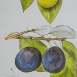 Darrahopens Home & Garden > Decor > Garden Ornaments Set 2 Botanical Wall Decor 70cm
