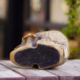 Darrahopens Home & Garden > Decor > Vases & Table Decor Mystic Runic Skull Statue with Gold Fang - Hand-Painted Resin Figurine for Gothic & Halloween Decor