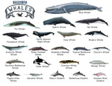 Darrahopens Home & Garden > Decor > Wallpaper TYPES OF WHALES A4 Matte Laminated Poster Print Fish - 210mm x 297mm