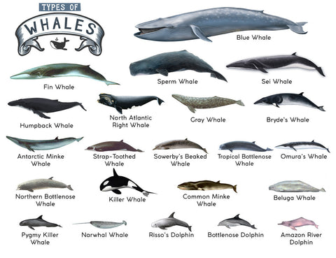 Darrahopens Home & Garden > Decor > Wallpaper TYPES OF WHALES A4 Matte Laminated Poster Print Fish - 210mm x 297mm