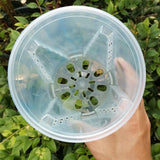 Darrahopens Home & Garden > Garden Beds > Garden Beds & Planters 10xClear Plastic Orchid Pots with Holes for Phalaenopsis Root Aeration