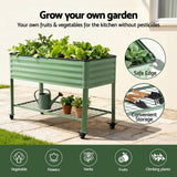 Darrahopens Home & Garden > Garden Beds > Garden Beds & Planters Green Fingers Elevated Raised Garden Bed Kit Mobile w/ Locking Wheels & Storage Shelf 100KG Max Load 115x60x81cm | Galvanized Steel, Portable Green Organizer for Seniors, Patio, Balcony, Vegetables