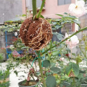Darrahopens Home & Garden > Garden Tools > Gardening Accessories Plant ROoting Device Plant ROot Ball Plant ROoting Ball,Plant ROot Grafting Box For ROses,Trees,Fruit Shrubs