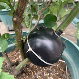 Darrahopens Home & Garden > Garden Tools > Gardening Accessories Plant ROoting Device Plant ROot Ball Plant ROoting Ball,Plant ROot Grafting Box For ROses,Trees,Fruit Shrubs