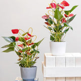 Darrahopens Home & Garden > Garden Tools > Gardening Accessories Plant Support Climbing Plants - Leaf-Shaped Plant Climbing Rack - Decorative Plant Stick for Indoors - Includes 20 Tie Straps - Gold