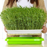 Darrahopens Home & Garden > Garden Tools > Gardening Tools 2-Pack Seed Sprouter Trays with Lids BPA-Free, Soil-Free Wheatgrass Growing Kit for Beans, Sprouts, Microgreens