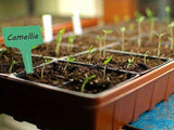 Darrahopens Home & Garden > Garden Tools > Gardening Tools Multi-Cell Seedling Transplanter for Batch Planting-Silver