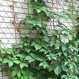 Darrahopens Home & Garden > Garden Tools > Gardening Tools Plant Support Net for Climbing Plants - 2 x 5 Meters - Jute Climbing Net - Natural & Sustainable