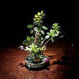 Darrahopens Home & Garden > Garden Tools > Gardening Tools Round Flower Base Holder Spiky Frog Fixed Tool Floral Arrange For Ikebana Kenzan - 23mm