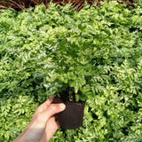 Darrahopens Home & Garden > Garden Tools > Sands & Soils 50 Pcs Seedling Block Peat Planting Block for Gardening Hydroponics Soilless Cultivation Plants Germination HRD TN0415 In Australia - Darrahopens