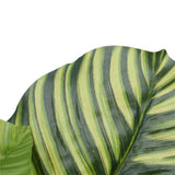 Darrahopens Home & Garden > Greenhouses > Greenhouses & Accessories Pond Leaf Plant 110cm