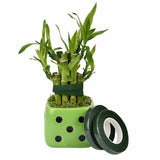 Darrahopens Home & Garden > Hobbies > Arts & Crafts 2PCS Green Floral Tape for DIY Craft Flower Wrapping and Bouquet Stems 240cm