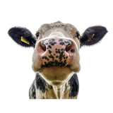 Darrahopens Home & Garden > Home Office Accessories > Calendars, Organisers & Planners Cute Animals Window Decor Wall Stickers Funny Giraffe Wall Decals