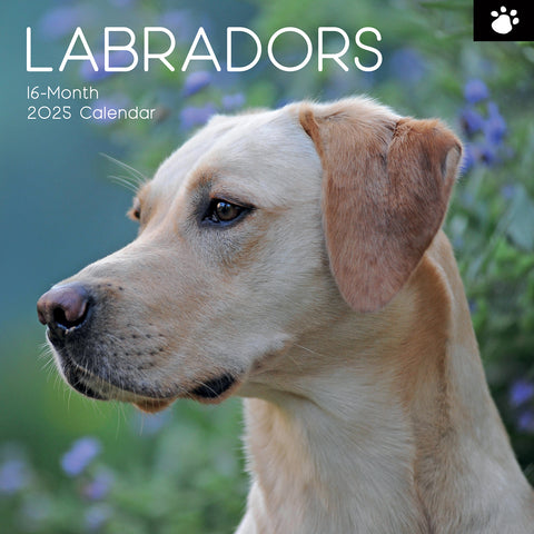 Darrahopens Home & Garden > Home Office Accessories > Calendars, Organisers & Planners Labradors - 2025 Square Wall Calendar Dogs Pets Animals 16-Month Premium Planner