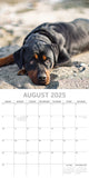 Darrahopens Home & Garden > Home Office Accessories > Calendars, Organisers & Planners Rottweilers 2025 Square Wall Calendar Dogs Pets Animals 16-Month Premium Planner