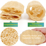 Darrahopens Home & Garden > Kitchenware > Kitchen Utensils 4-Pack Premium Soft Square Natural Loofah Segment Scrubber With Hanging Rope - Zero Waste Kitchen & Bath Loofah (Expands to >5cm Diameter & L 10CM)