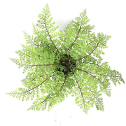 Darrahopens Home & Garden > Shading > Canopies & Gazebos Faux Small Potted Fern 35cm