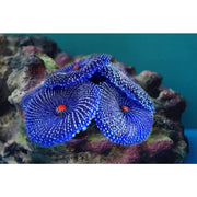 Darrahopens Pet Care > Aquarium > Aquarium Decor Artificial Coral, 4 Pieces, Fake Coral, Aquarium Decorations, Aquarium Corals For Aquarium Decoration (Coral Blue)