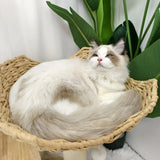 Darrahopens Pet Care > Cat Supplies > Cat Scratching Posts Large Cat Scratching Post Tree Tower with Baskets and Cubby Cave in Natural Wood & White, 60x40x99cm In Australia - Darrahopens