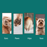 Darrahopens Pet Care > Cleaning & Maintenance > Pet Grooming Supplies 4-in-1 Pet Electric Clipper, Cat and Dog Hair Trimmer and Nail Grinder, Pet Grooming Supplies - White