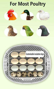 Darrahopens Pet Care > Coops & Hutches > Coop & Hutch Accessories Automatic Egg Incubator 16-30 Eggs Chicken Duck Poultry Hatcher Breeder Candler