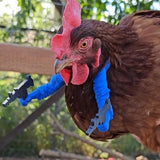 Darrahopens Pet Care > Coops & Hutches > Coop & Hutch Accessories Chicken arms with Guns,Fun, Durable, Rooster Pistol Party, Perfect for Parties, Photoshoots and Pranks Costumes for Chickens to wear(White)