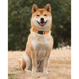 Darrahopens Pet Care > Dog Supplies > Dog Collars, Leads & Harnesses Dog Collar, Classic Adjustable Reflective Nylon Collar Suitable For Medium Dogs, Orange, 2.5Cm Width
