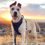 Darrahopens Pet Care > Dog Supplies > Dog Collars, Leads & Harnesses Harness for Dogs, Anti-Strain, Pet Harness, Adjustable, Outdoor Pet Vest 3M Reflective Strip, Oxford Cloth Material, Dog Vest, Easy to Control, Suitable for Small, Medium, Large Dogs, Large