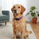 Darrahopens Pet Care > Dog Supplies > Dog Collars, Leads & Harnesses Reflective Dog Collar with Adjustable Nylon Webbing – Safe & Visible Pet Gear for Walks, Outdoor Adventures, and Nighttime Visibility (S, Black) In Australia - Darrahopens