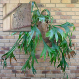 Darrahopens Tools > Industrial Tools 5 Pack 120mm (4.7") Brick Hooks - Wall Crab Clips Hangers For Pictures Plants