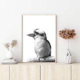 50cmx70cm Kookaburra Black Frame Canvas Wall Art