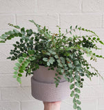 Home & Decor Australia-Darrahopens.com.au Australia Living Room Bedroom bathroom modern wall interior kitchen outdoor Furniture Bathroom Apartment luxury Mirror Table House Wedding Australia