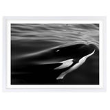 Wall Art's Monochrome Orca Large 105cm x 81cm Framed A1 Art Print