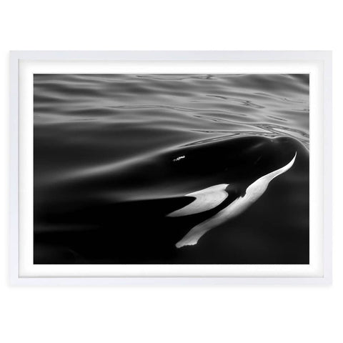 Wall Art's Monochrome Orca Large 105cm x 81cm Framed A1 Art Print