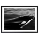 Wall Art's Monochrome Orca Large 105cm x 81cm Framed A1 Art Print