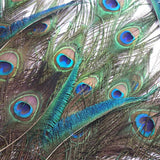 5-10PCS Natural Peacock Tail Eyes Feathers 75-80cm 26-30cm DIY Craft Vase Decor