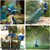 5-10PCS Natural Peacock Tail Eyes Feathers 75-80cm 26-30cm DIY Craft Vase Decor