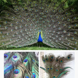 5-10PCS Natural Peacock Tail Eyes Feathers 75-80cm 26-30cm DIY Craft Vase Decor