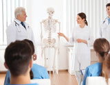 Human Skeleton Anatomical Model 180cm