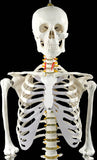 Human Skeleton Anatomical Model 180cm