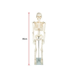 darrahopens Baby & Kids > Toys Anatomical 85cm Tall Human Skeleton with Flexible Spine Model - Medical Anatomy