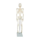 darrahopens Baby & Kids > Toys Anatomical 85cm Tall Human Skeleton with Flexible Spine Model - Medical Anatomy
