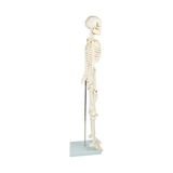 darrahopens Baby & Kids > Toys Anatomical 85cm Tall Human Skeleton with Flexible Spine Model - Medical Anatomy